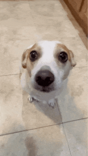 a brown and white dog standing on a tile floor
