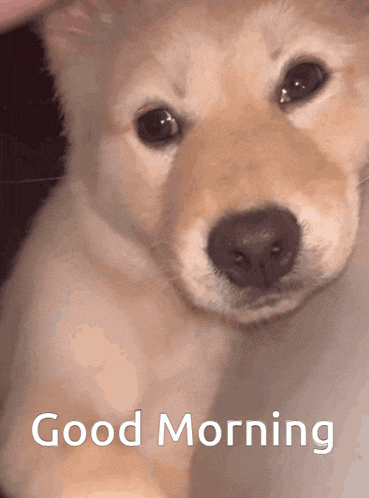 a picture of a puppy with the words " good morning " on it