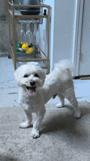 a small white dog standing in front of a wine cart