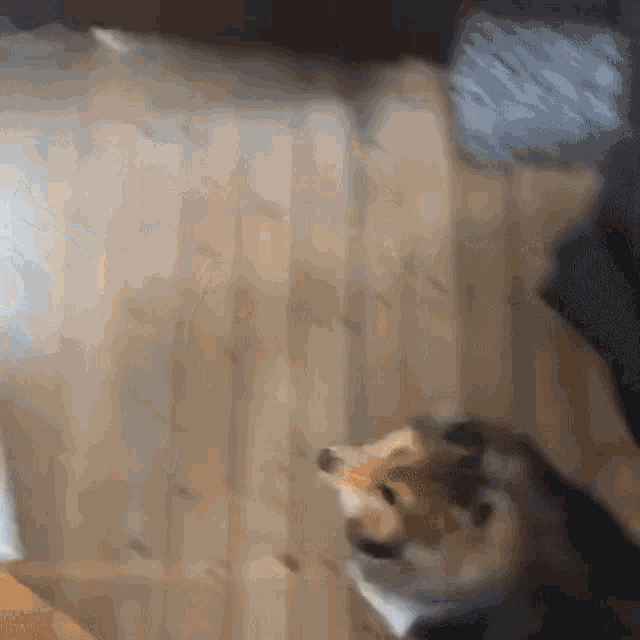 a dog is standing on a wooden floor in a room