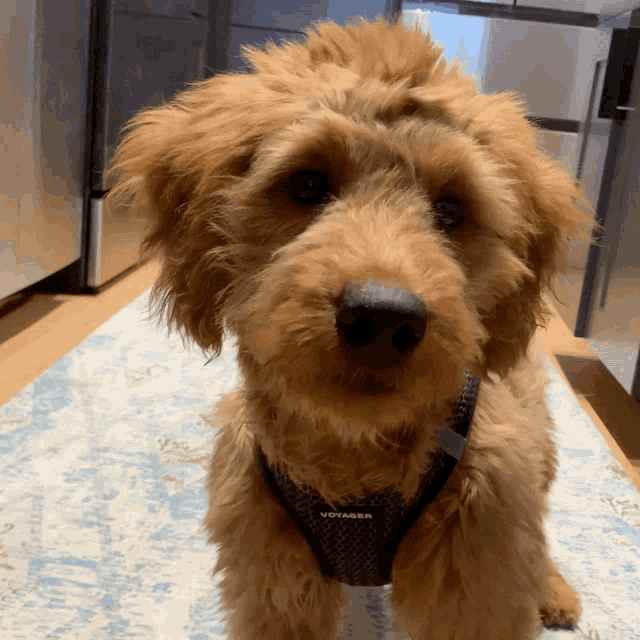 a small dog wearing a voyager harness looks at the camera