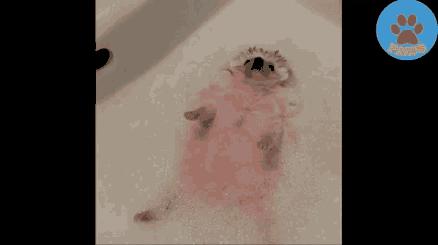 a hedgehog is taking a bath in a bathtub filled with foam .
