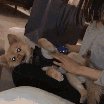 a small dog is laying on a person 's lap and looking at the camera