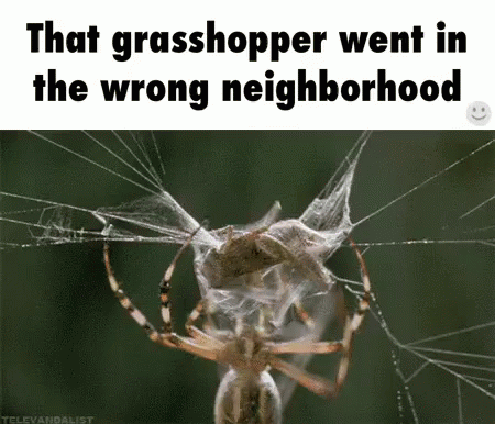 Grasshopper In The Wrong Neighborhood - Grasshopper GIF - Grasshopper Bug Spider GIFs