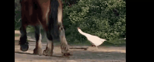 Horse Kicks Goose GIF - Horse Kicks Goose GIFs