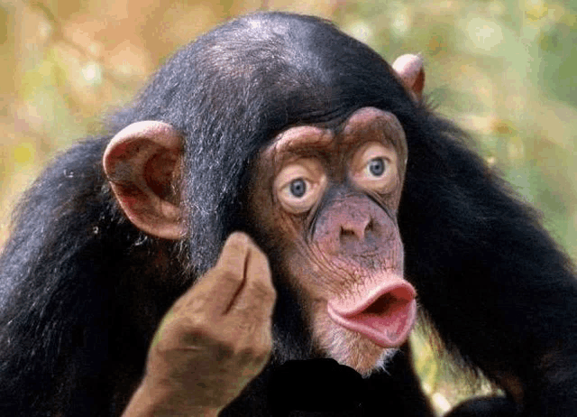 a close up of a chimpanzee with a surprised look on its face