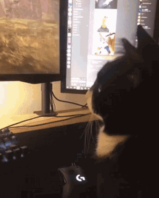 a black and white cat looking at a computer screen