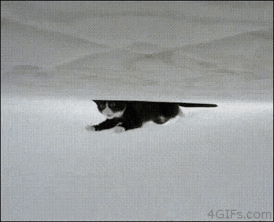 Cat Pussy GIF - Cat Pussy Flying GIFs