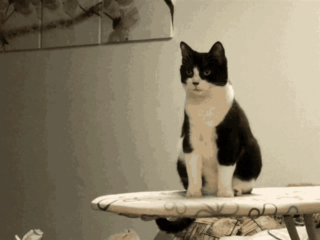 Cute Cat GIF - Cute Cat Lexy GIFs