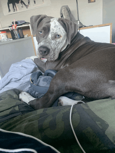 a dog is laying on a bed with headphones on