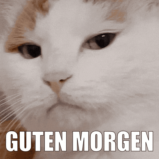 a close up of a cat with the words guten morgen written below it