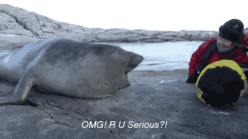 Curious Baby Elephant Seal GIF - Seal Omg Serious GIFs