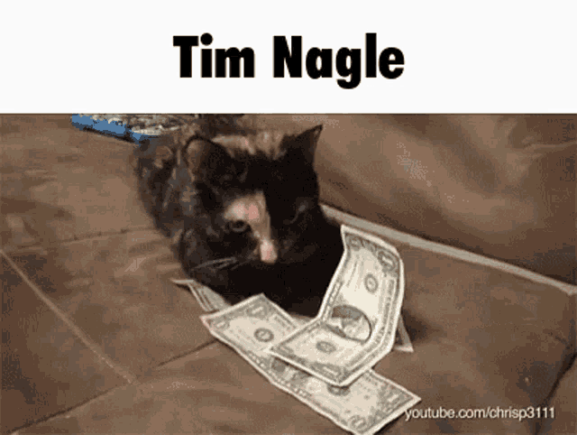 a cat is laying on a couch with a pile of money underneath it that says tim nagle