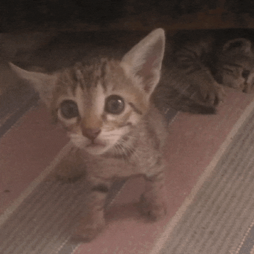 two kittens are laying on a striped rug one is yawning