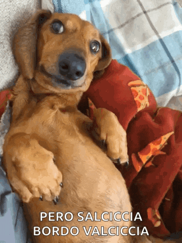 a dachshund laying on its back with the words pero salciccia bordo valciccia