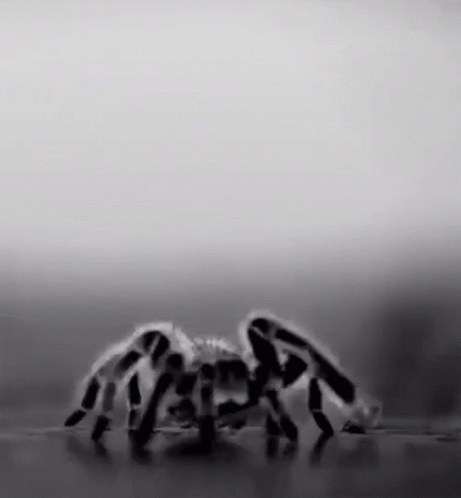 Creep GIF - Spider Spiders Spidey GIFs