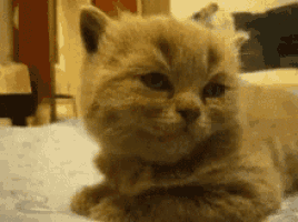 a kitten is laying on a bed and looking at the camera