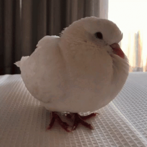 Pigeon Fluffy GIF - Pigeon Fluffy Sleepy GIFs