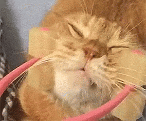 Cat Massage GIF - Cat Massage Face GIFs