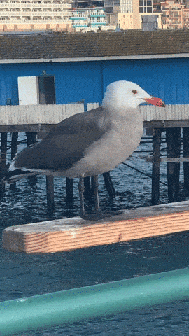 a seagull with a red beak is standing on a wooden railing