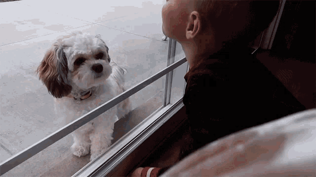 a little boy looking out a window at a small white dog