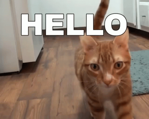 Cole And Marmalade Cat GIF - Cole And Marmalade Cat Hello GIFs