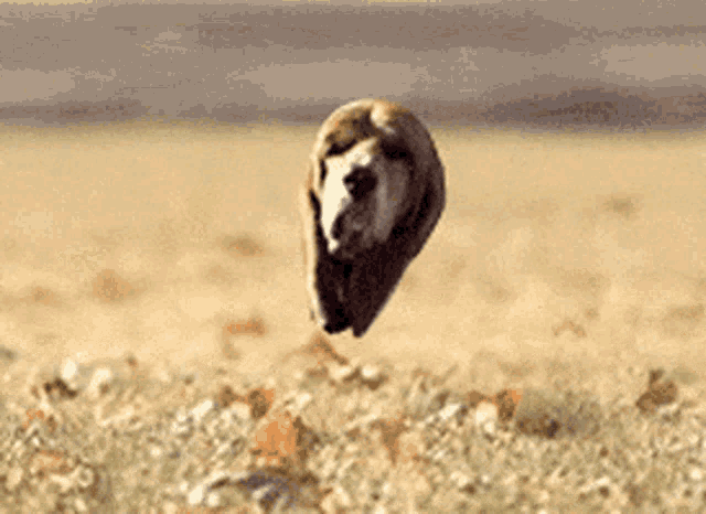 Tete Chien Volante Flying Dog Head GIF