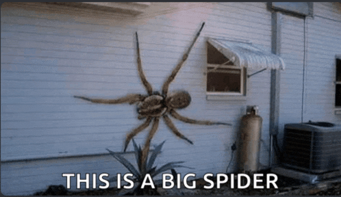 a large spider is hanging on the side of a house with the caption " this is a big spider "
