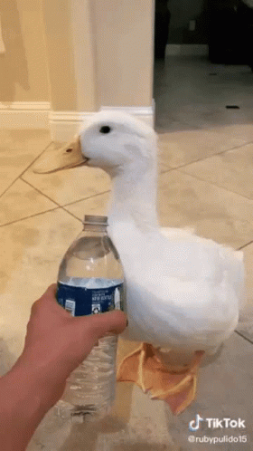 Duck Splash GIF - Duck Splash Bottle GIFs