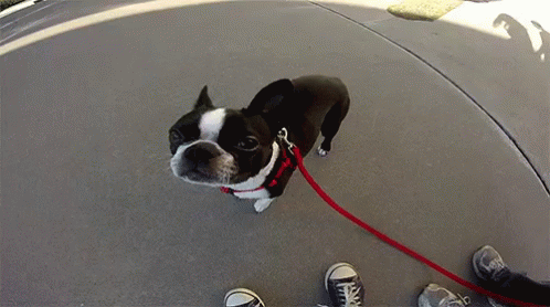 Boston Terrier GIF - Boston Terrier Dog Walk GIFs