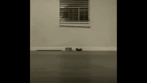 a dog is playing with a toy on the floor in a room with a window .