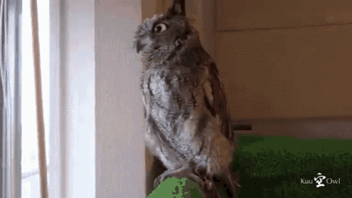 I'Ve Seen Some Shit GIF - Owl Seen Some GIFs