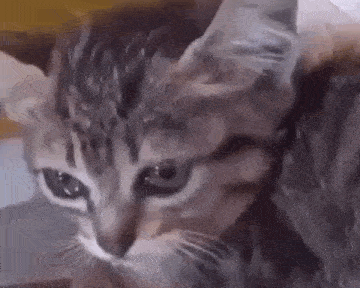 a close up of a cat 's face with a blurry background .