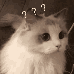 a white cat is sitting on a wooden floor with three question marks above its ears .