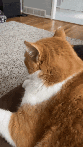 a brown and white cat laying on a rug in a living room