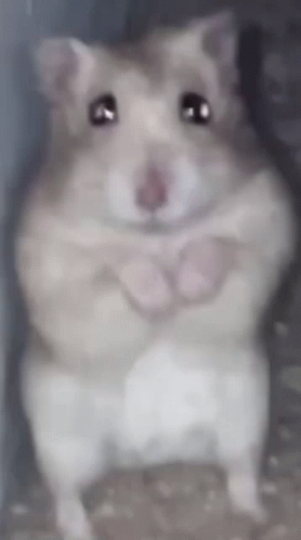 Hampter Hamster GIF - Hampter Hamster Vimen GIFs