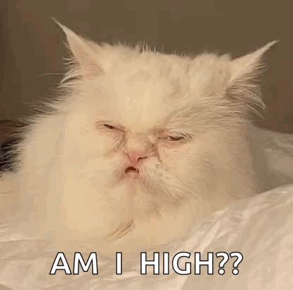 Stoned Eyes Cat Meme GIF - Stoned Eyes Cat Meme Meme Cat GIFs