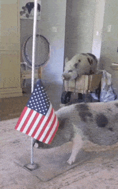 a pig standing next to an american flag in a living room