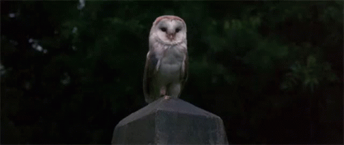 Owl Animal GIF - Owl Animal Bird GIFs