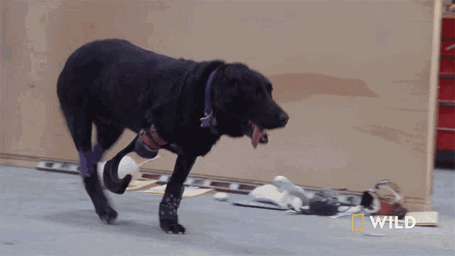 a black dog with a prosthetic leg is walking in a room with a national geographic logo in the corner