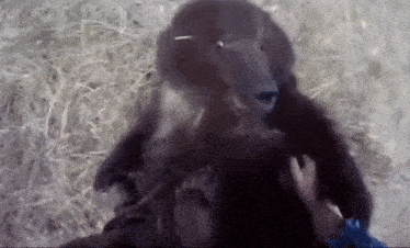 Silly Sillyness GIF - Silly Sillyness Lief GIFs