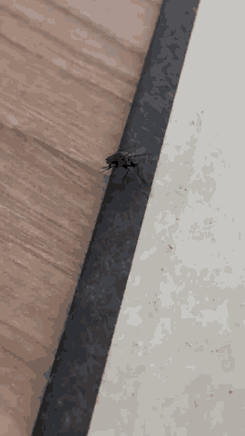 a fly is sitting on a corner of a table .