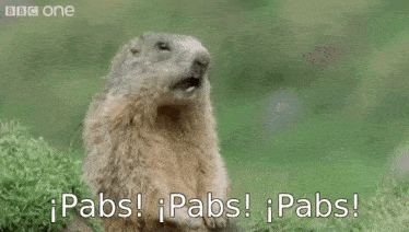 a groundhog is sitting in the grass with its mouth open and says pabs !