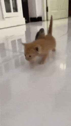 a kitten is walking on a white tile floor .
