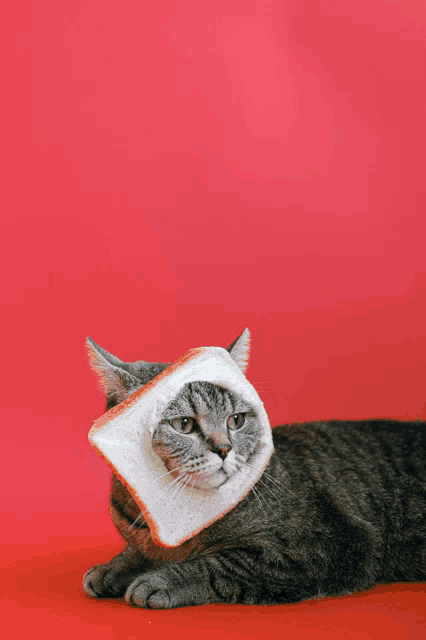 a cat is wearing a piece of bread on its head