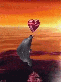 Dolphin Love GIF - Dolphin Love GIFs