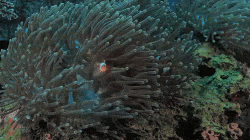 Coral GIF - Coral Reef Plant Clown Fish GIFs