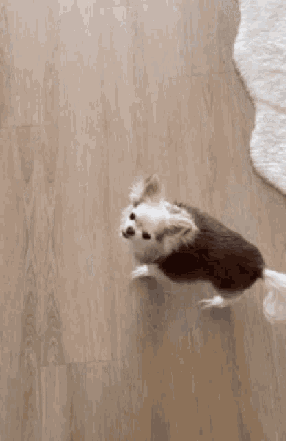 a brown and white dog is walking on a wooden floor next to a white rug .