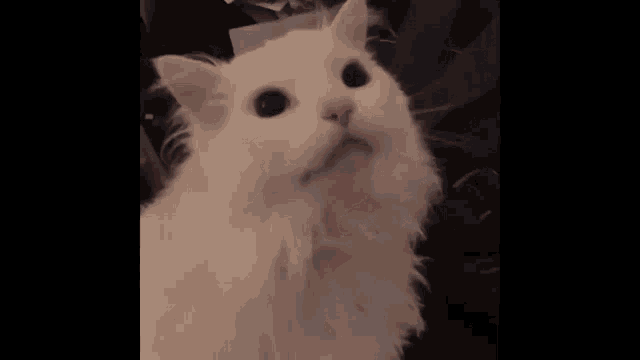 a white cat with black eyes is sitting on a couch looking at the camera .