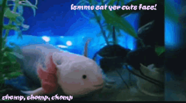 Axolotl Eat GIF - Axolotl Eat Face GIFs
